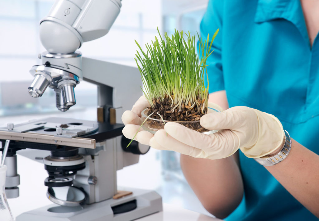 Scientist holding lab grown grass