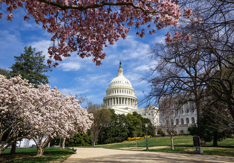 Capitol building in Washington DC with Cherry blossoms